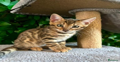 Bengal cats - Advert 2