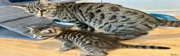 Bengal cats for sale: 4 gorgeous Bengal mix kittens - Advert 11