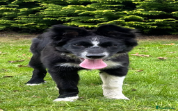 Border Collie dogs for sale: Maeve Border collie puppy  - Image 9