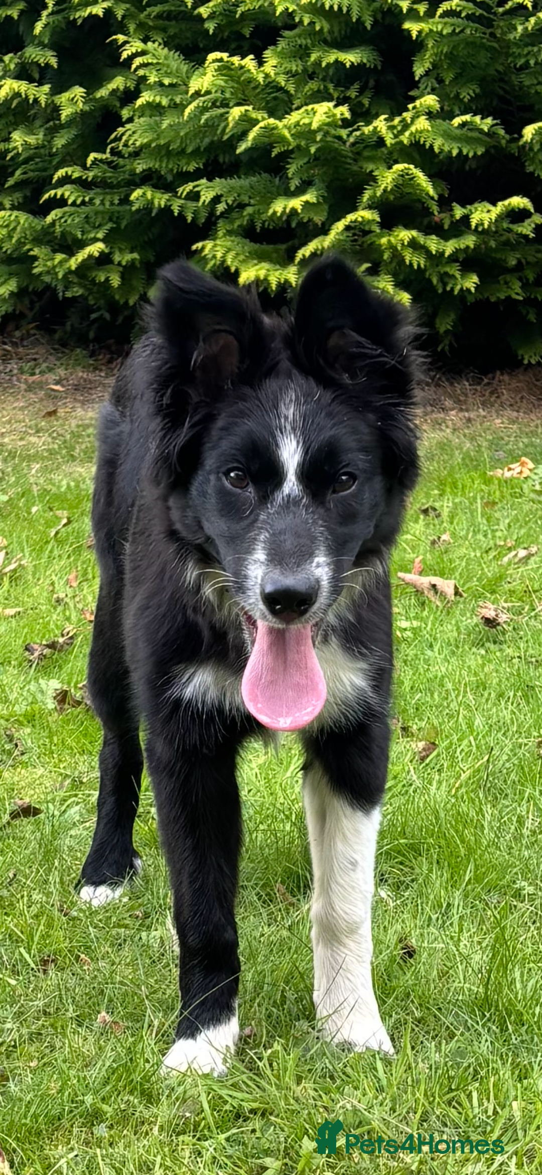 Border Collie dogs for sale: Maeve Border collie puppy  - Image 9