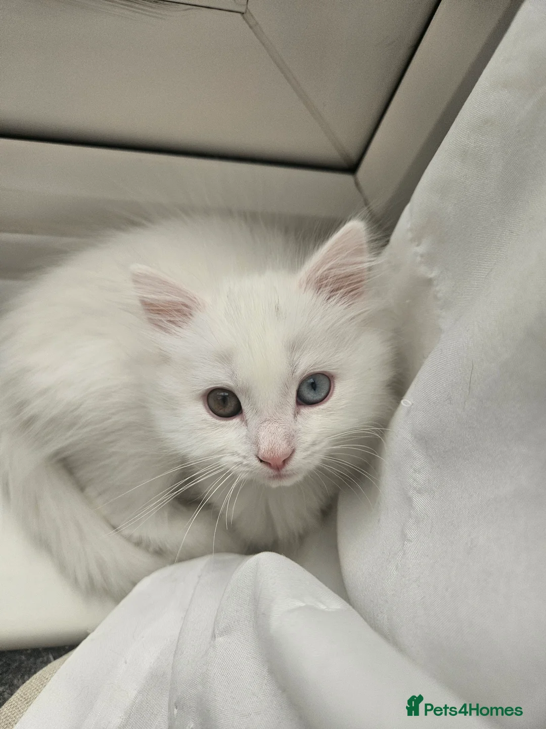 Mixed Breed cats for sale: Mixed breed Turkish Angora (mum) kittens  - Advert 2