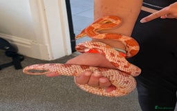 Corn Snake reptiles for sale: Corn snake  - Image 1
