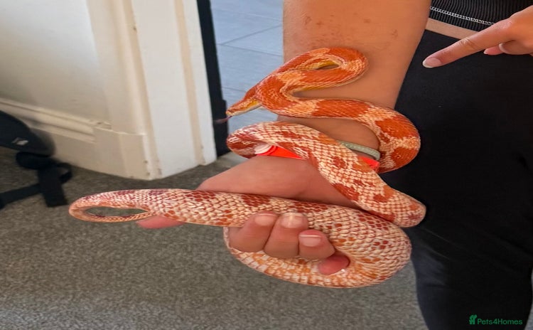 Corn Snake reptiles - Advert 1
