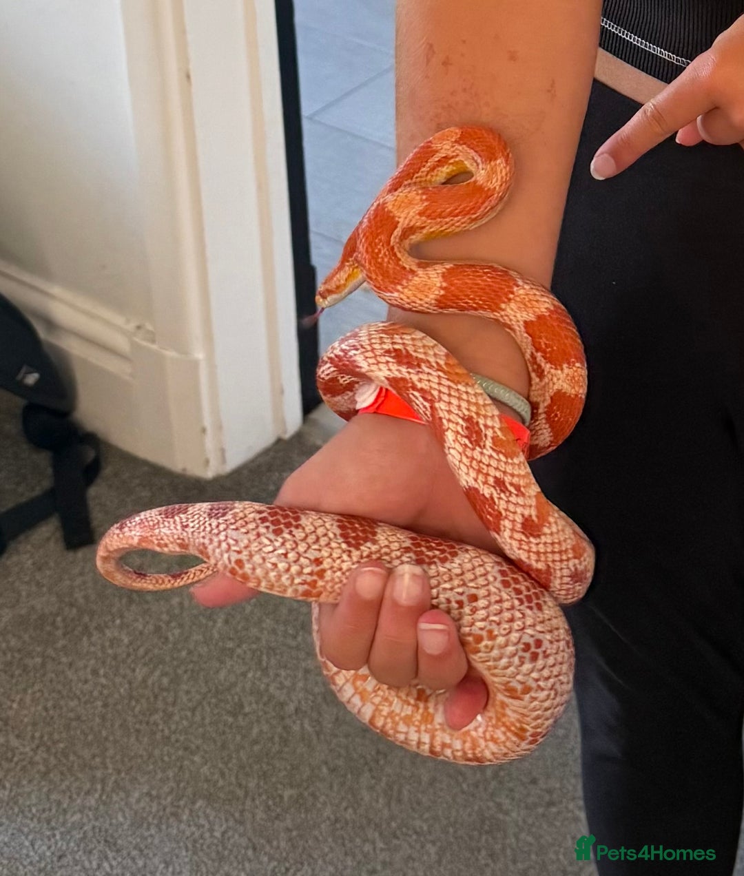 Corn Snake reptiles for sale: Corn snake  - Image 1