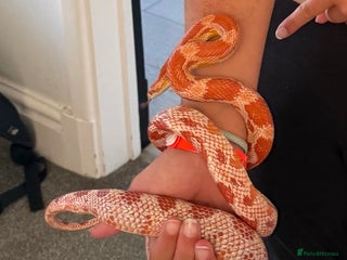 Corn Snake reptiles - Advert 3