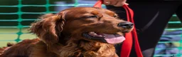 Mixed Breed dogs for stud: Golden Retriever x Irish Setter - Advert 7