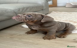 English Bulldog dogs for sale: Pablo - Image 9