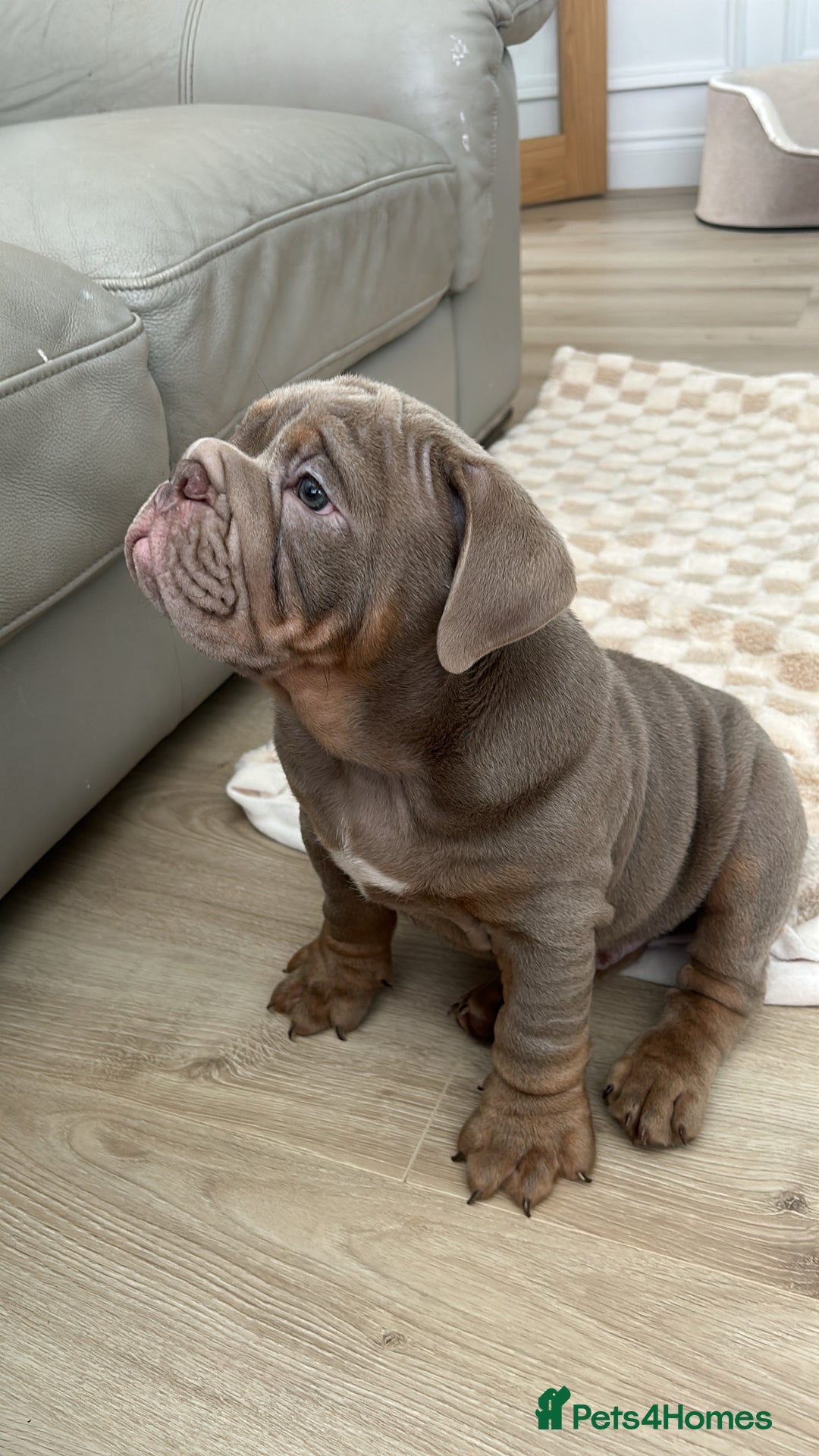 English Bulldog dogs for sale: Pablo - Image 9