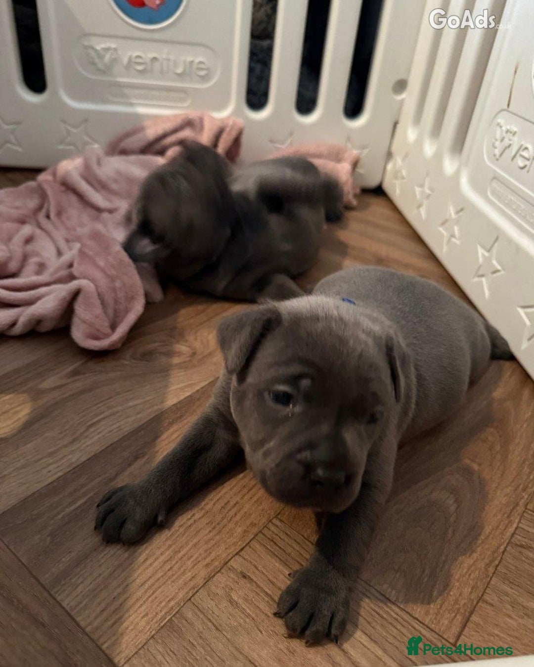 Staffordshire Bull Terrier dogs for sale: Staffordshire Bull Terrier puppies for sale - Advert 3
