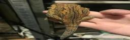 Gecko reptiles for sale: Gecko’s for sale - Advert 9