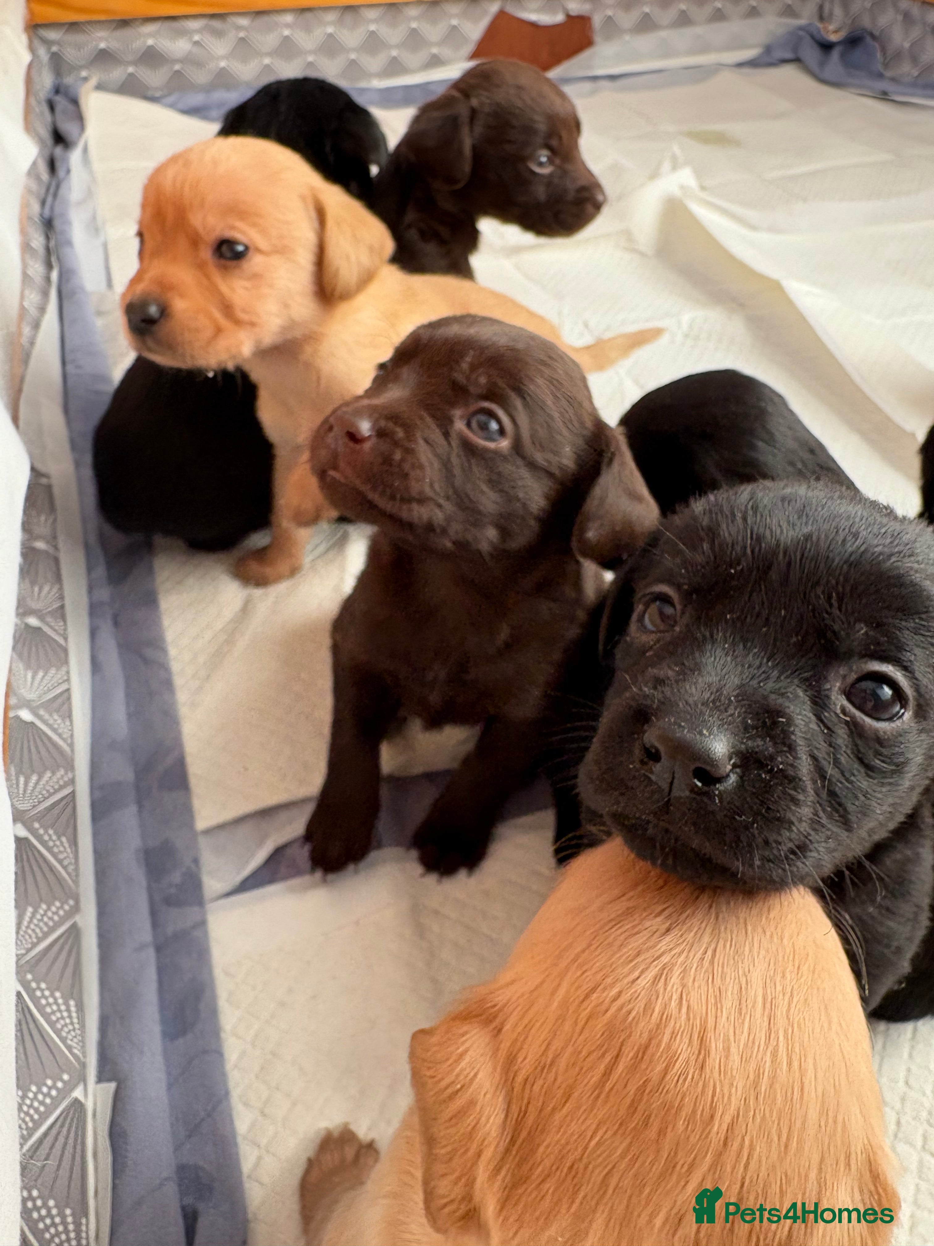 Springador dogs Labrador/Springador cross pups - Advert 10