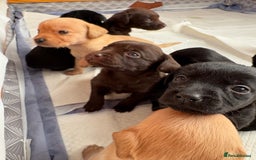 Springador dogs for sale: Labrador/Springador cross pups - Advert 1