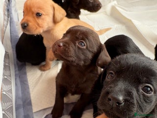 Springador dogs Labrador/Springador cross pups - Advert 12