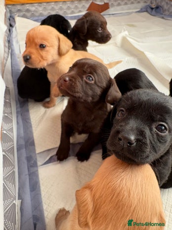 Springador dogs Labrador/Springador cross pups - Advert 1