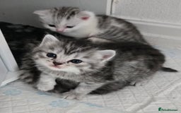 Persian cats for sale: Persian babies x - Image 2