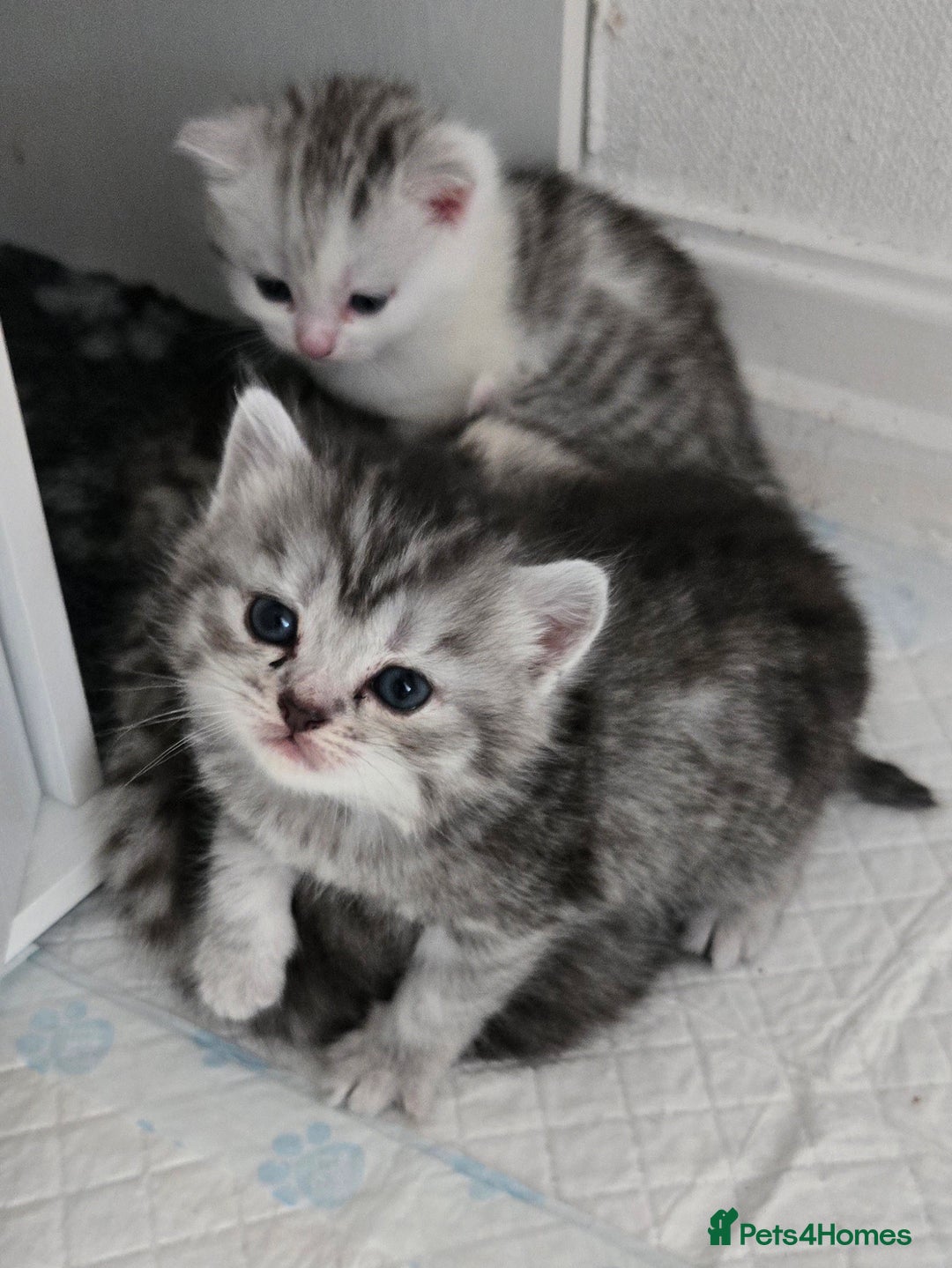 Persian cats for sale: Persian babies x - Image 2