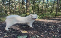 Samoyed dogs for sale: Samoyed Female - Image 2