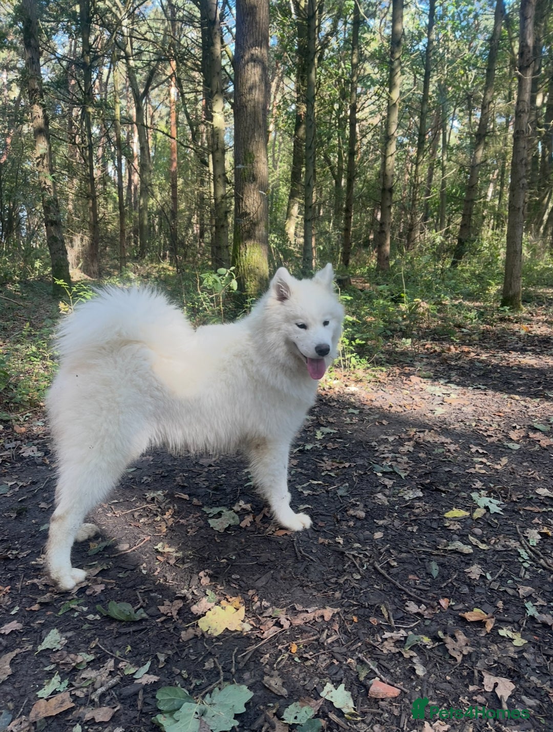Samoyed dogs for sale: Samoyed Female - Image 2