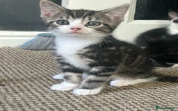 Domestic Shorthair cats for sale: Kitten  - Image 4