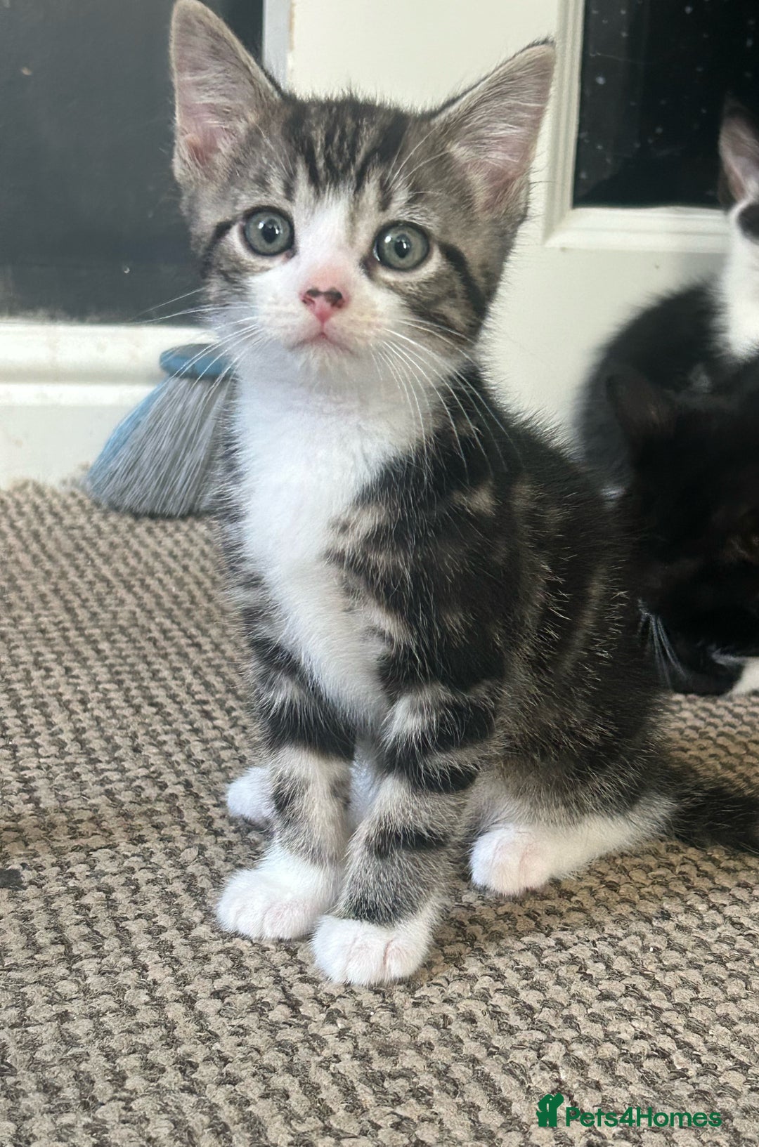 Domestic Shorthair cats for sale: Kitten  - Image 4