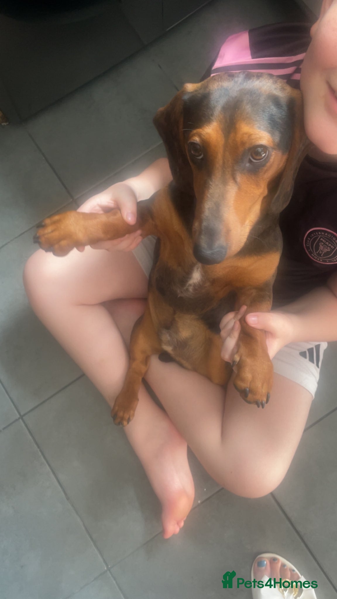 Dachshund dogs Puppy for sale  - Advert 12