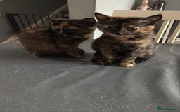 Mixed Breed cats for sale: Kitten  - Image 7