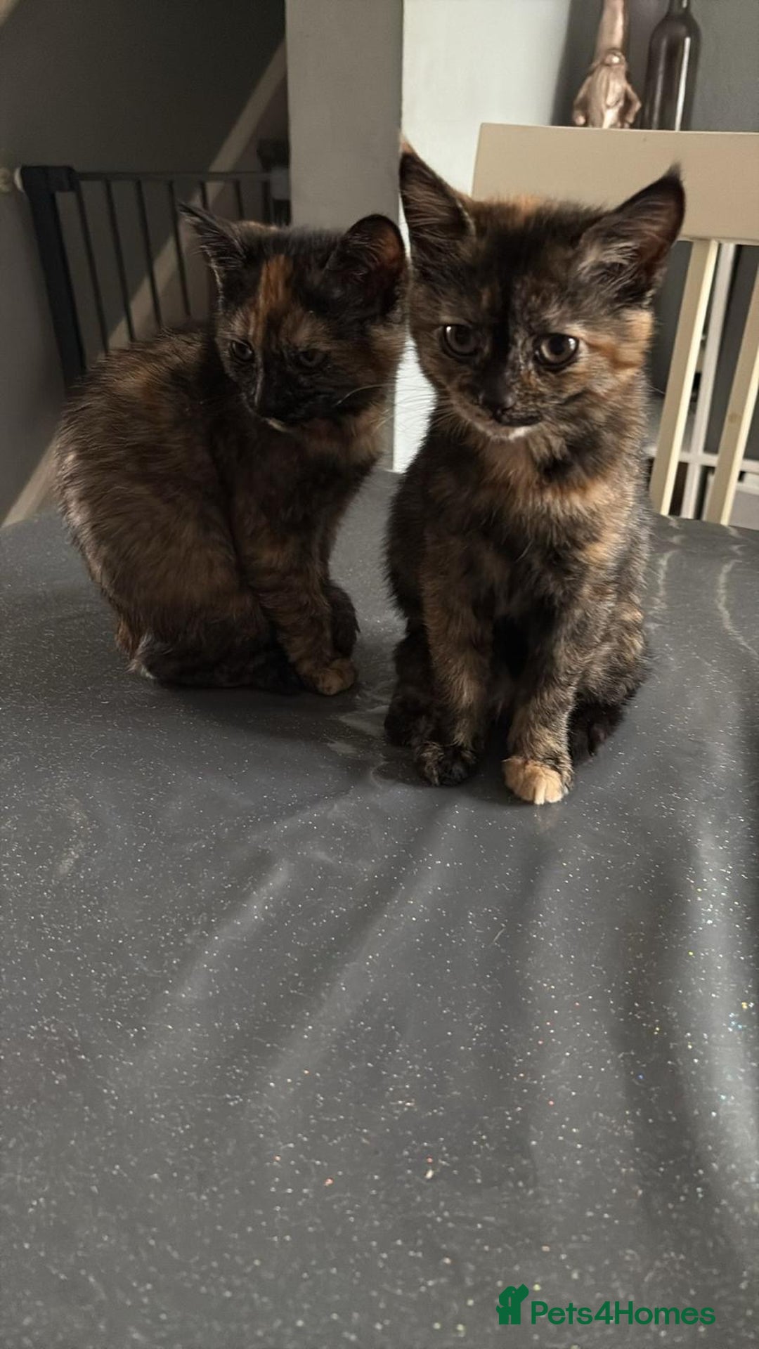 Mixed Breed cats for sale: Kitten  - Image 7