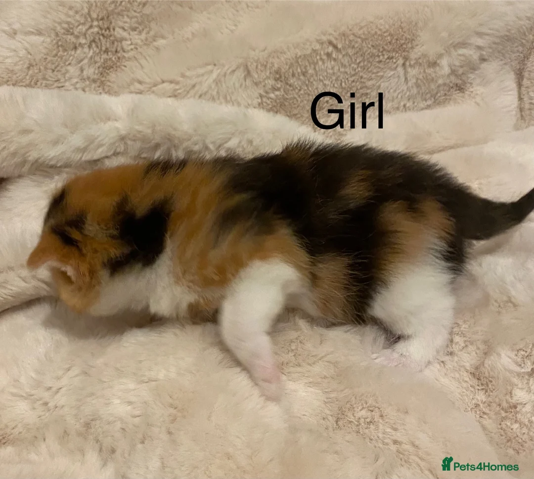 British Shorthair cats for sale: Very docile girl & boy  - Advert 5