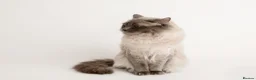 Ragdoll cats for stud: Ragdoll Blue Point Chocolate Carrier Stud  - Advert 3
