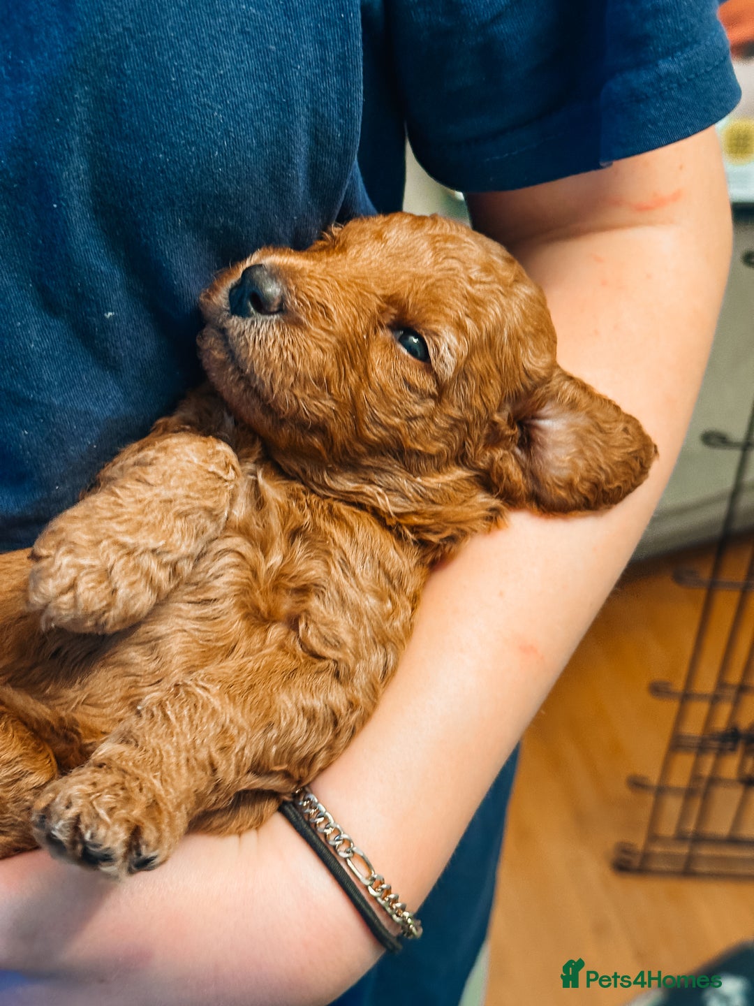 Labradoodle dogs for sale: F2B Labradoodle Puppies – Red & Apricot - Advert 30