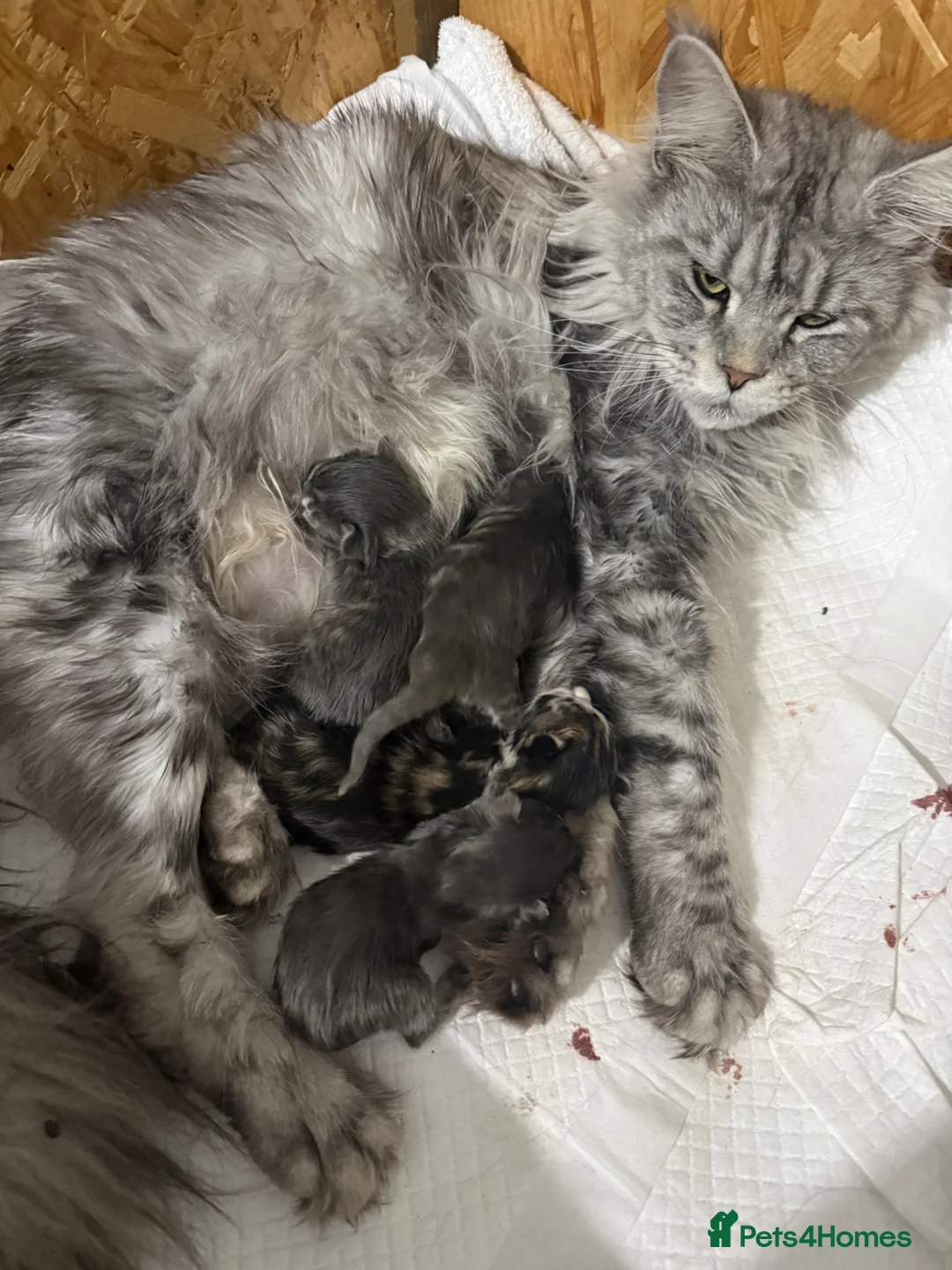 Maine Coon cats for sale: Last Boy Available! 🐾 - Advert 6