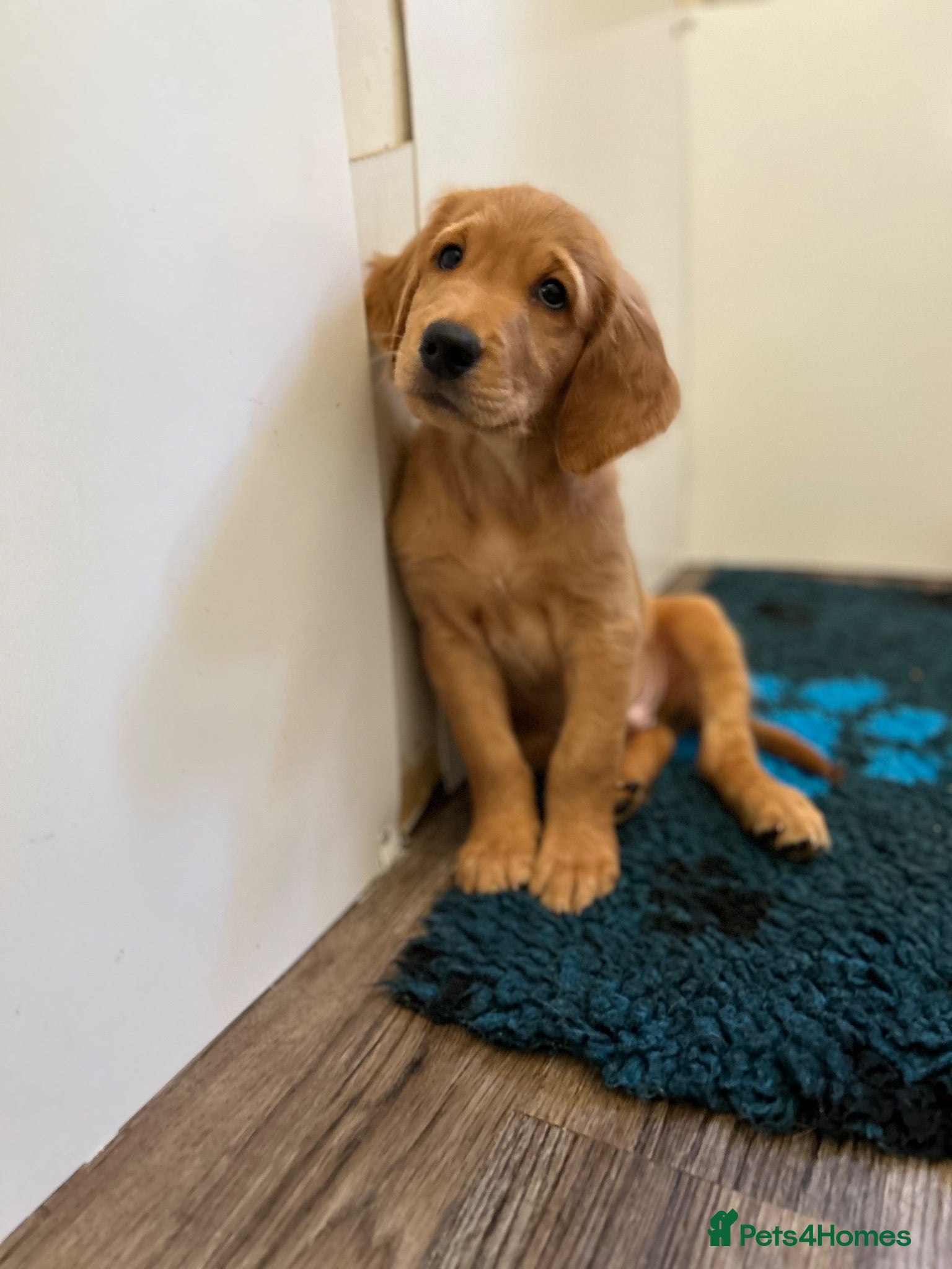 Golden Retriever dogs  Beautiful red golden retrievers 2 girls  2 boys - Advert 1