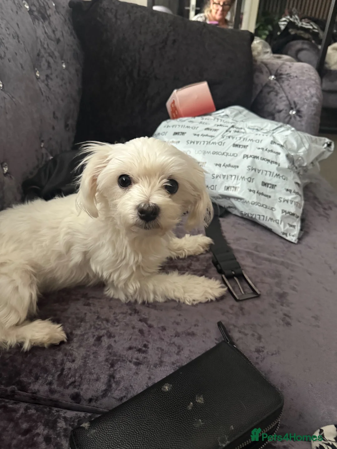 Maltipoo dogs for sale: Tiny Maltipoo puppies - Advert 8