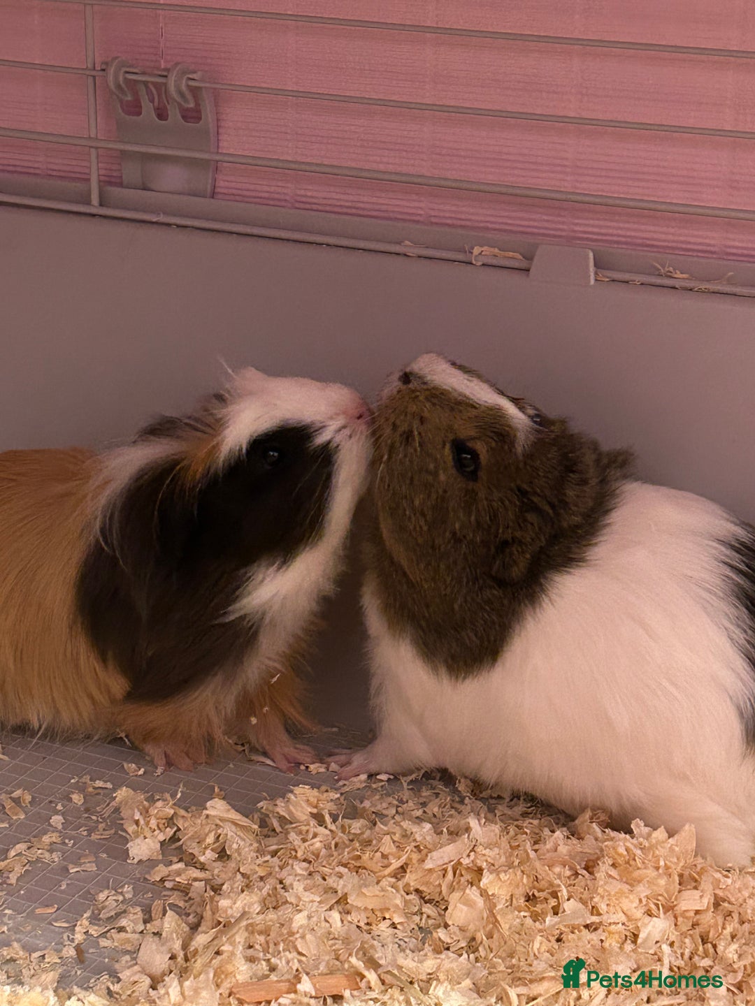 Guinea Pig rodents for sale: Two male guinea pigs  - Advert 2