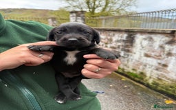Springador dogs for sale: Lab/spaniel pups  - Image 6