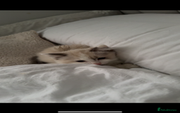 Ragdoll cats for sale: Ragdoll Kitten - Image 4