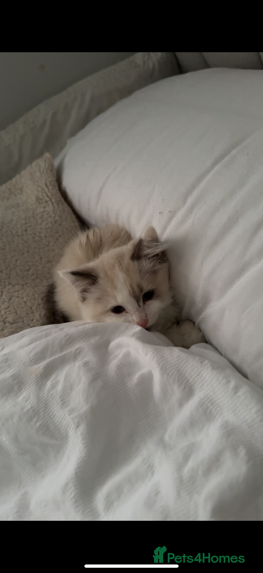Ragdoll cats for sale: Ragdoll Kitten - Image 4