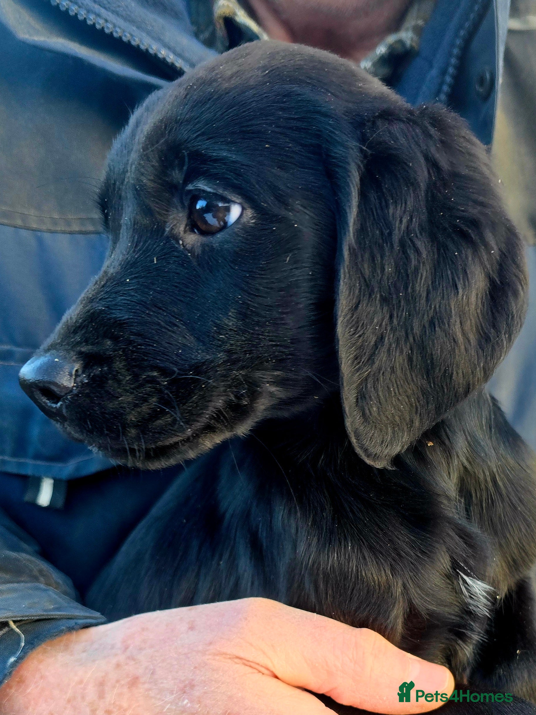 Springador dogs Adorable springerdor puppies - Advert 16