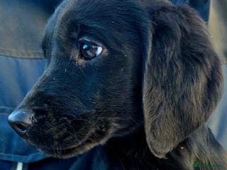 Springador dogs Adorable springerdor puppies - Advert 5