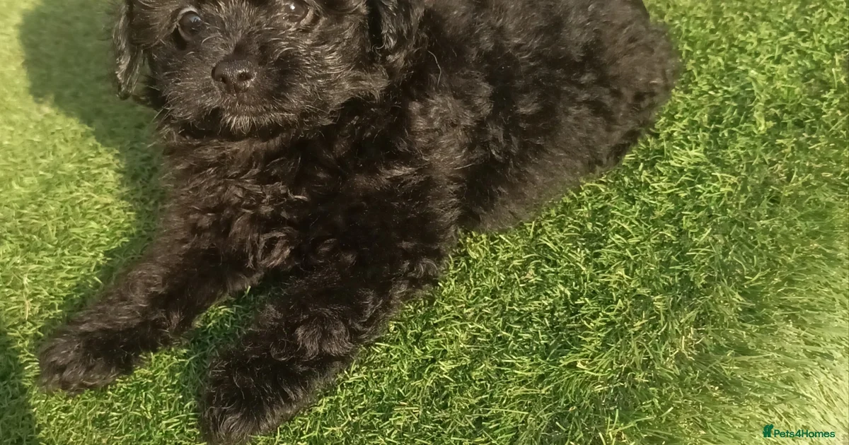 Pomapoo Mable Adorable MALE pomapoo puppy. for sale in Aylesbury | Pets4Homes