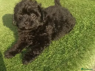 Pomapoo dogs Adorable pomapoo puppies. - Advert 4