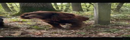 Cocker Spaniel dogs for sale: Cocker Spaniel Puppies  in Ashford - Advert 21