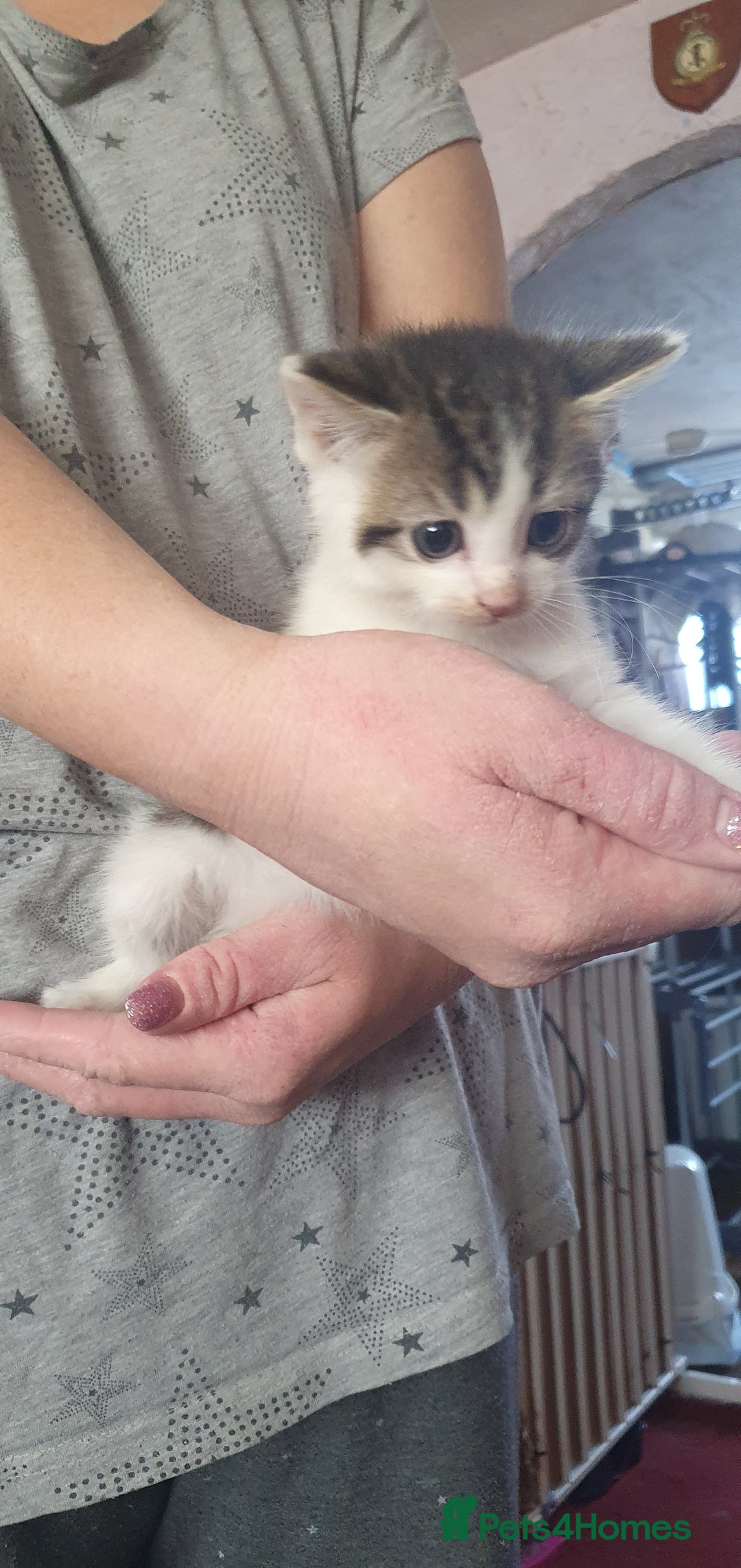 Mixed Breed cats for sale: Mixed breed kittens for sale  - Image 6