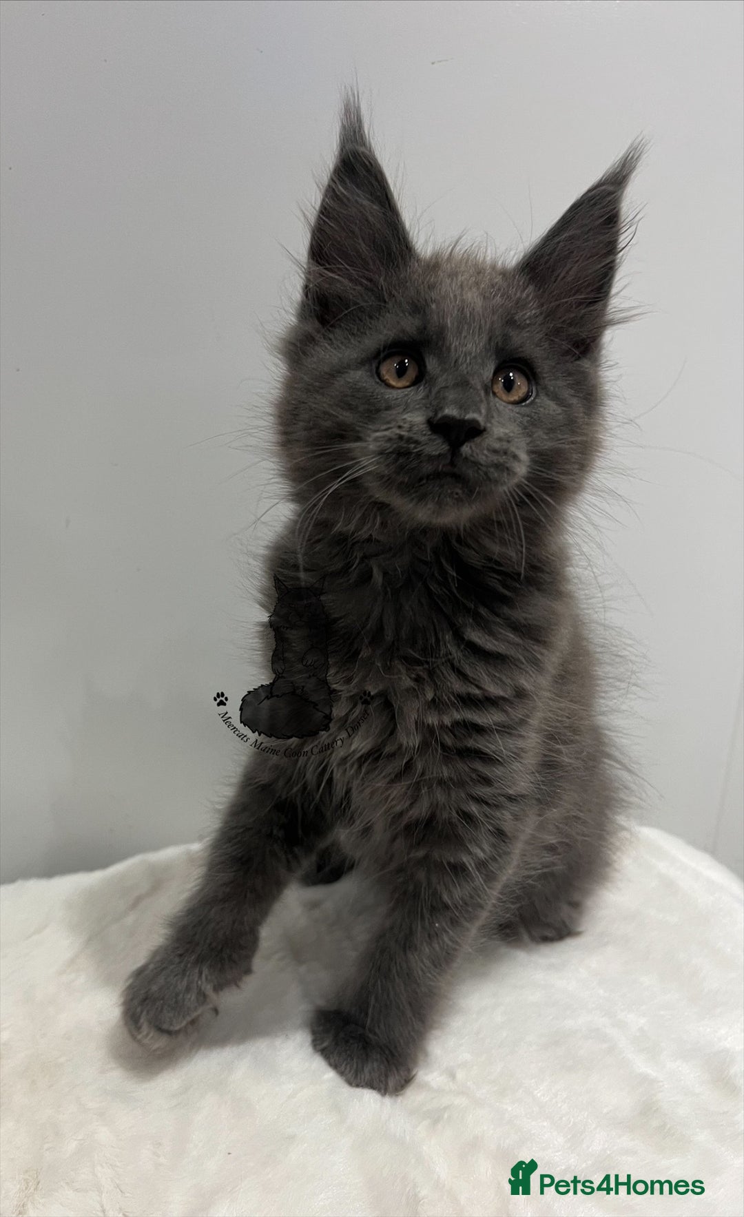 Maine Coon cats for sale: TICA boy male blue kitten Maine Coon nice  - Advert 6