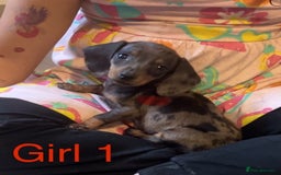 Dachshund dogs for sale: Dachshund puppies AVAILABLE NOW  - Image 7