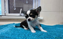 Chihuahua dogs for sale: Chihuahua  - Image 31