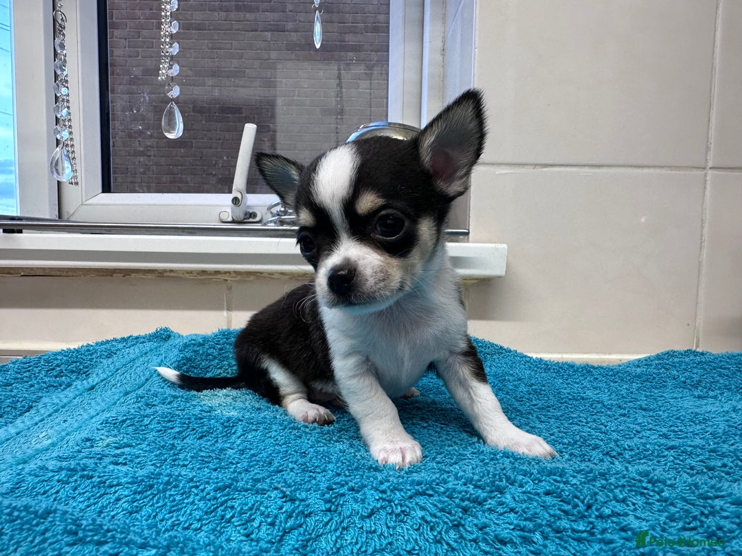Chihuahua dogs for sale: Chihuahua  - Image 31