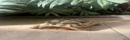 Hermann Tortoise reptiles for sale: Female, Hermann Tort, Table and Lamp in Leicester - Advert 6