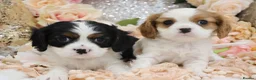 Cavalier King Charles Spaniel dogs for sale: HEALTH TESTED KC Cavalier King Charles Spaniels - Advert 29
