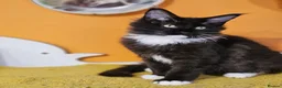 Maine Coon cats for sale: Beautiful  Maine Coon Boy – Available Again - Advert 5